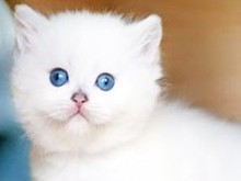 鞍山英國短毛貓領養(yǎng)指南與寵物服務全解析