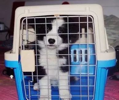 元旦帶狗狗旅行指南 如何辦理寵物托運及利用互聯(lián)網(wǎng)數(shù)據(jù)服務(wù)