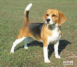 白廣路長期提供養(yǎng)老服務(wù)、托管終身寄養(yǎng)與寵物接送 北京寵物服務(wù)與互聯(lián)網(wǎng)數(shù)據(jù)服務(wù)的融合新篇章